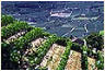 vigne langhe