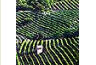 vigne langhe panorama