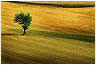 campagna langhe